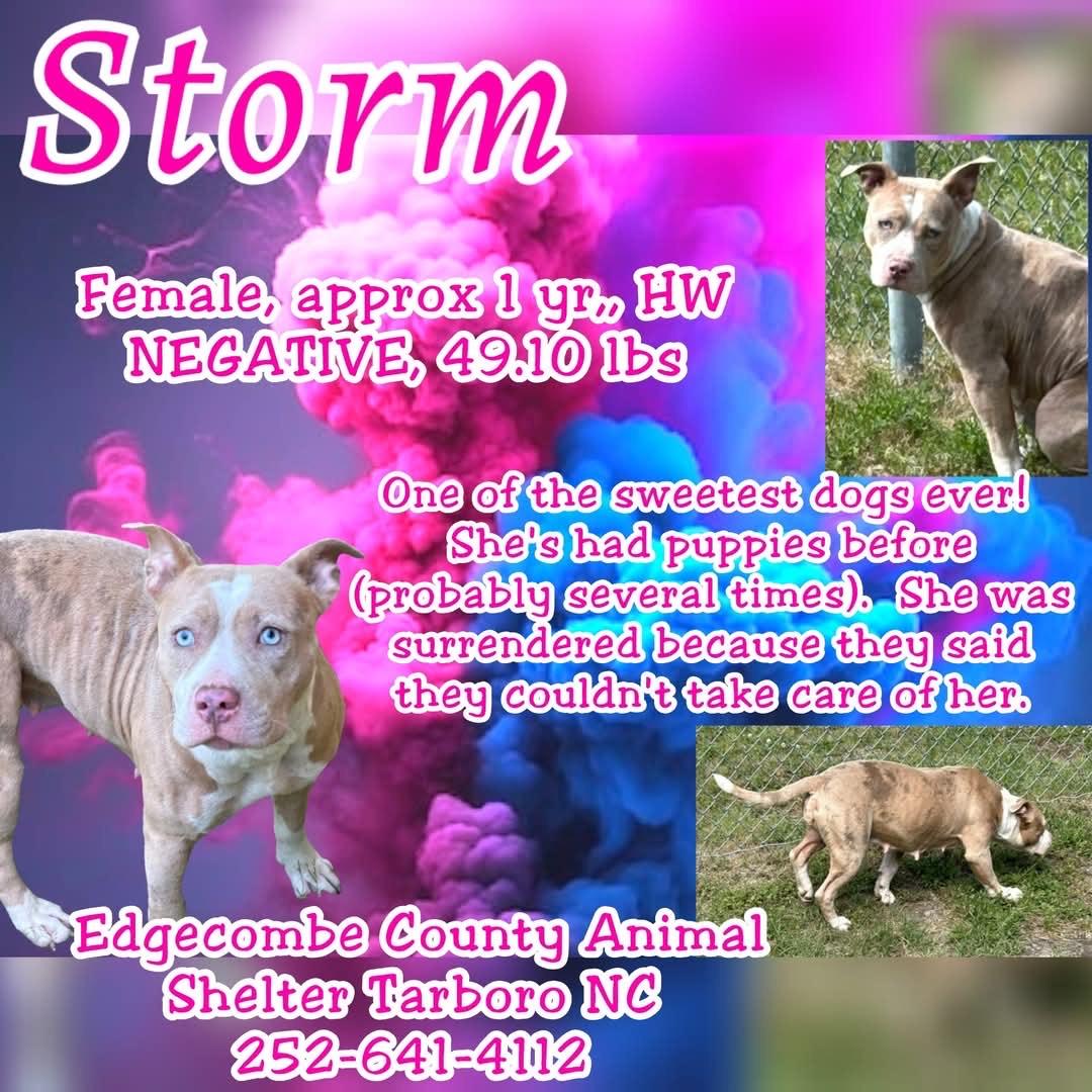 Storm, beautiful blue/white, w/blue eyes, gentle, sweet, loves everyone