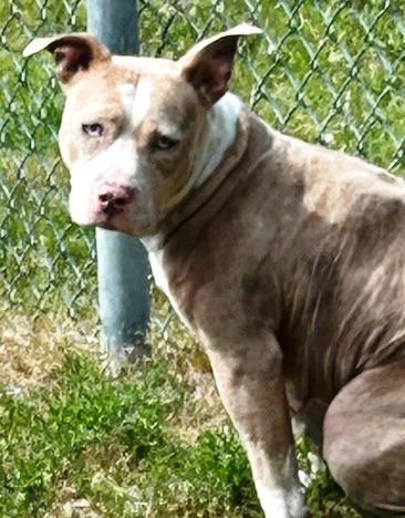 Storm, beautiful blue/white, w/blue eyes, gentle, sweet, loves everyone
