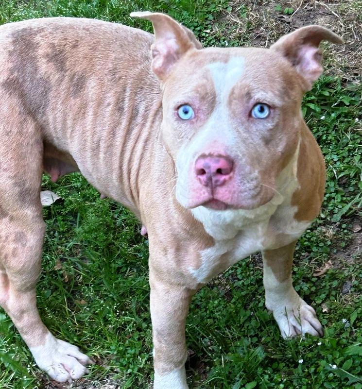 Storm, beautiful blue/white, w/blue eyes, gentle, sweet, loves everyone