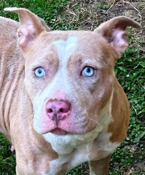 Storm, beautiful blue/white, w/blue eyes, gentle, sweet, loves everyone