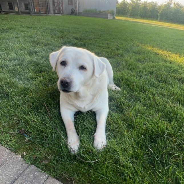 Marlie-Not Accepting Applications Yet, a Adoptable mixed breed in Medina, OH image 5/6