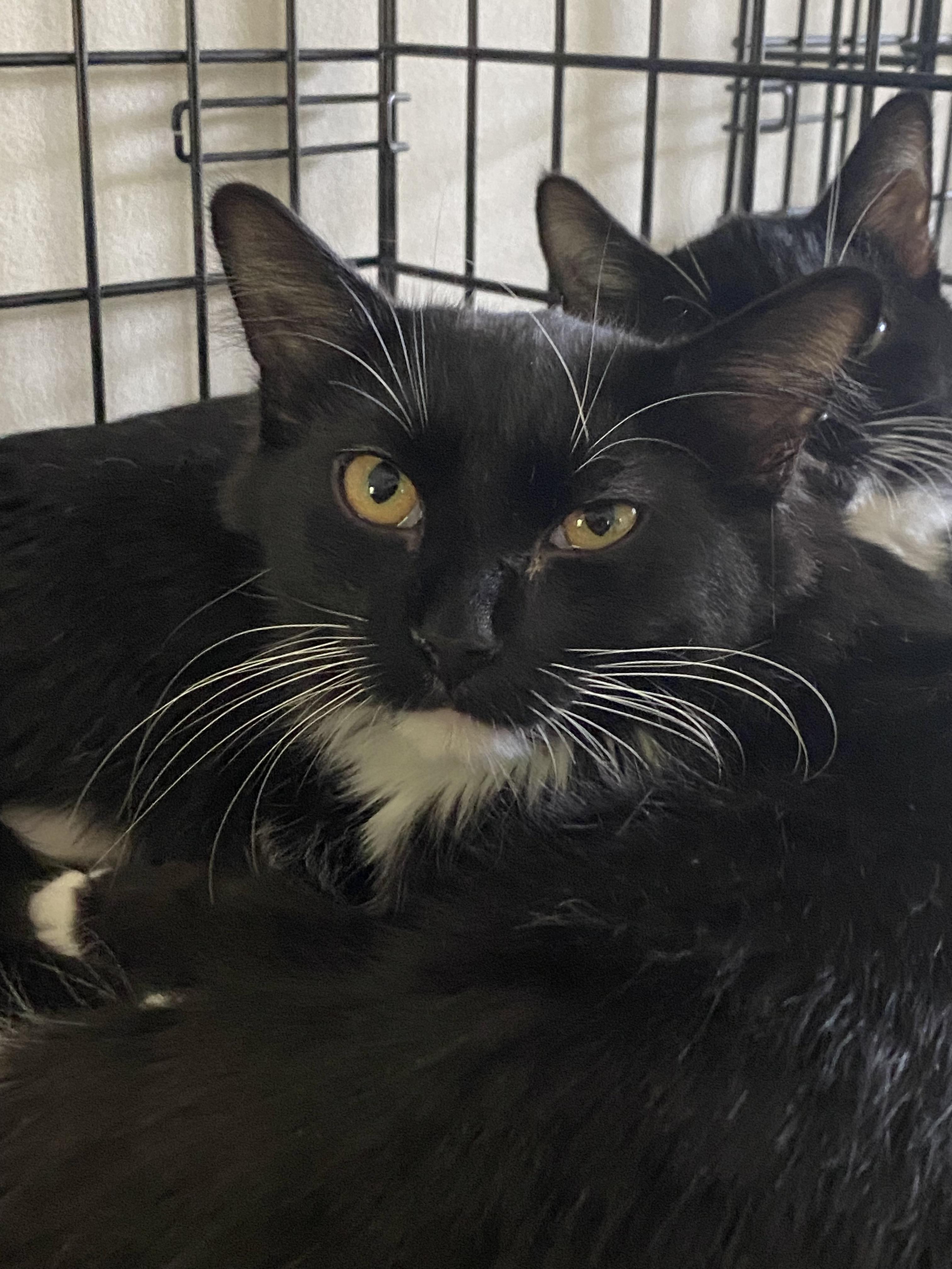 Walter, Adoptable, Adult Male Domestic Short Hair.