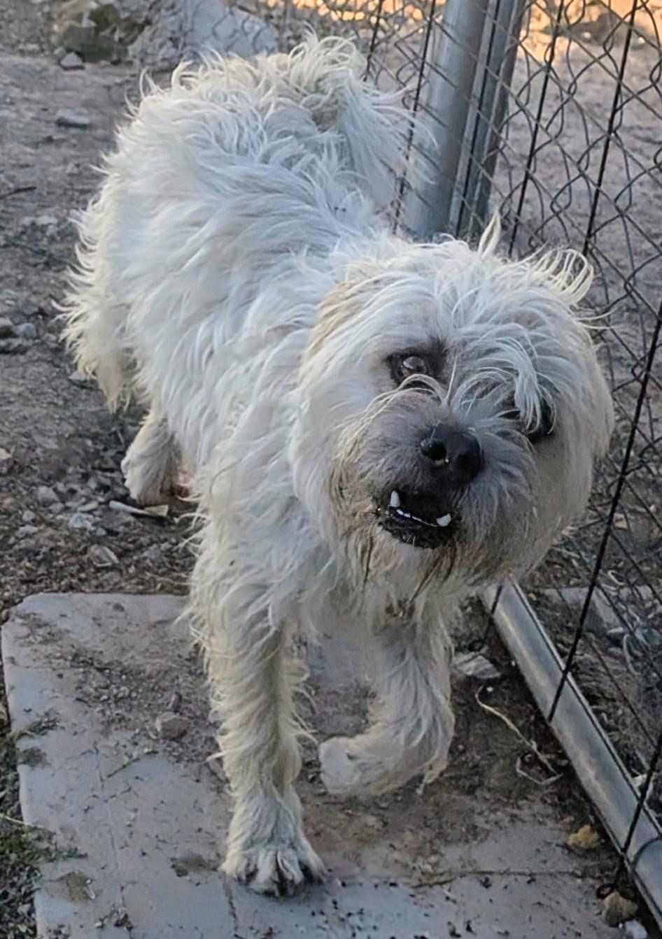 Enlarge wimbleton , a ADOPTABLE mixed breed in Saint David, AZ image 1/6