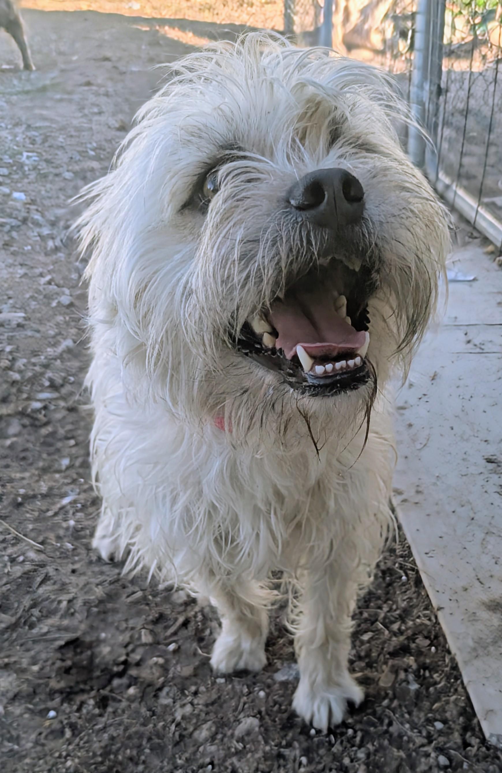 Enlarge wimbleton , a ADOPTABLE mixed breed in Saint David, AZ image 5/6
