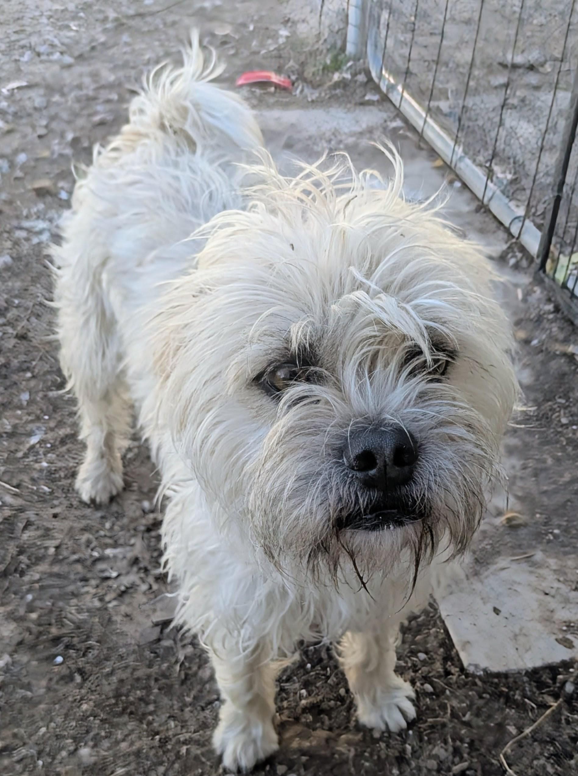 Wimbleton thumbnail 3