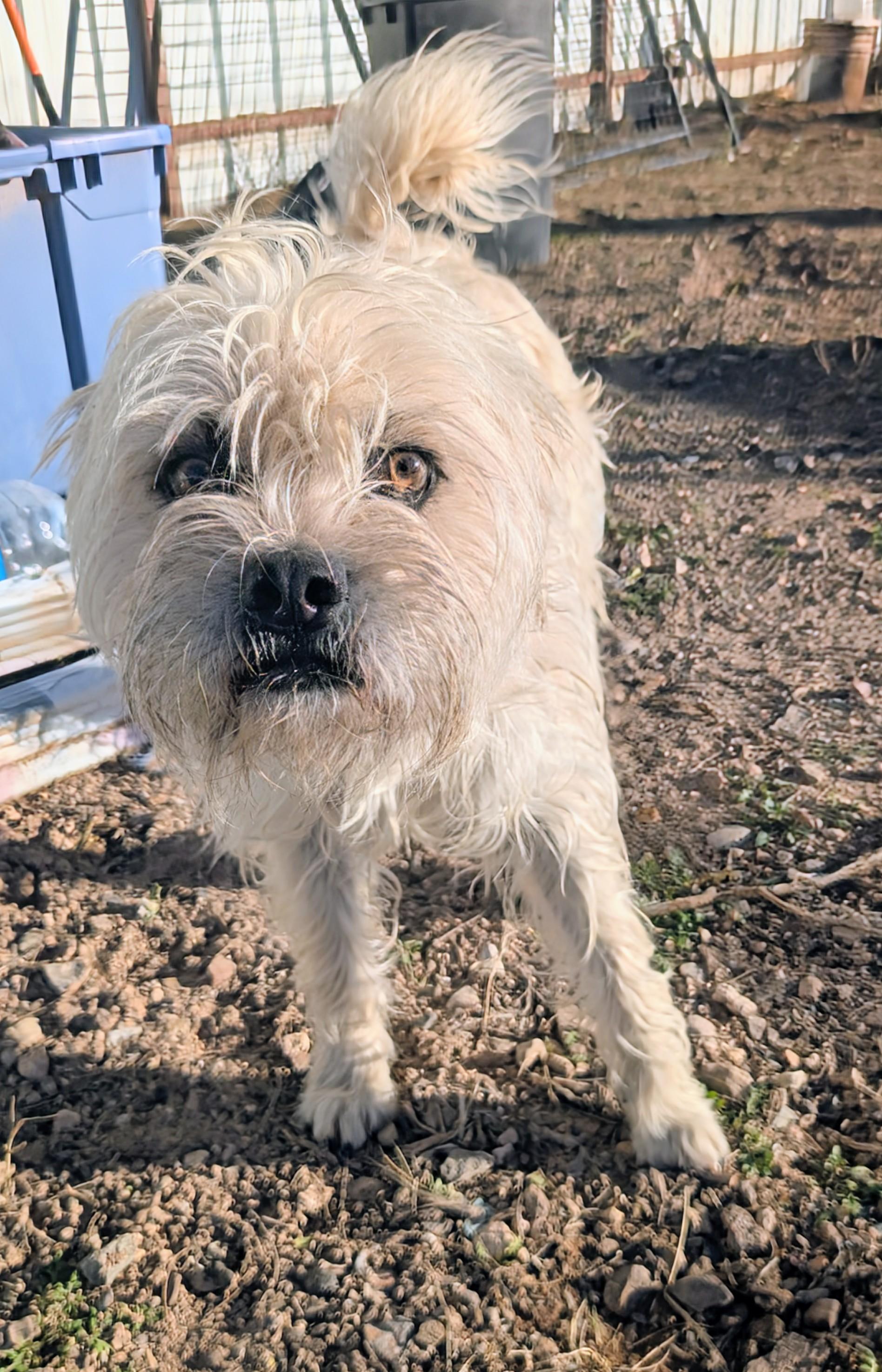 Enlarge wimbleton , a ADOPTABLE mixed breed in Saint David, AZ image 3/6