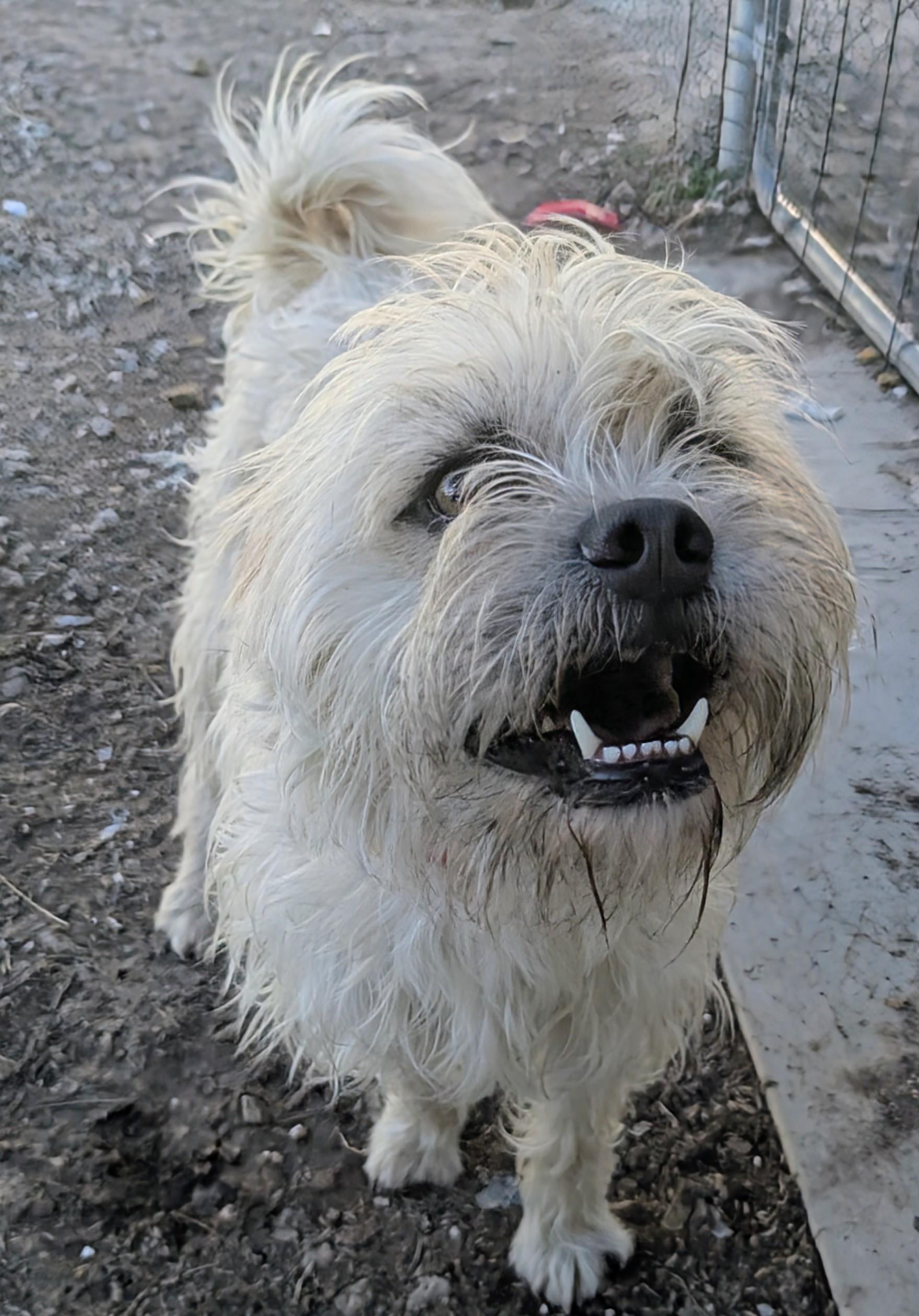 Enlarge wimbleton , a ADOPTABLE mixed breed in Saint David, AZ image 4/6