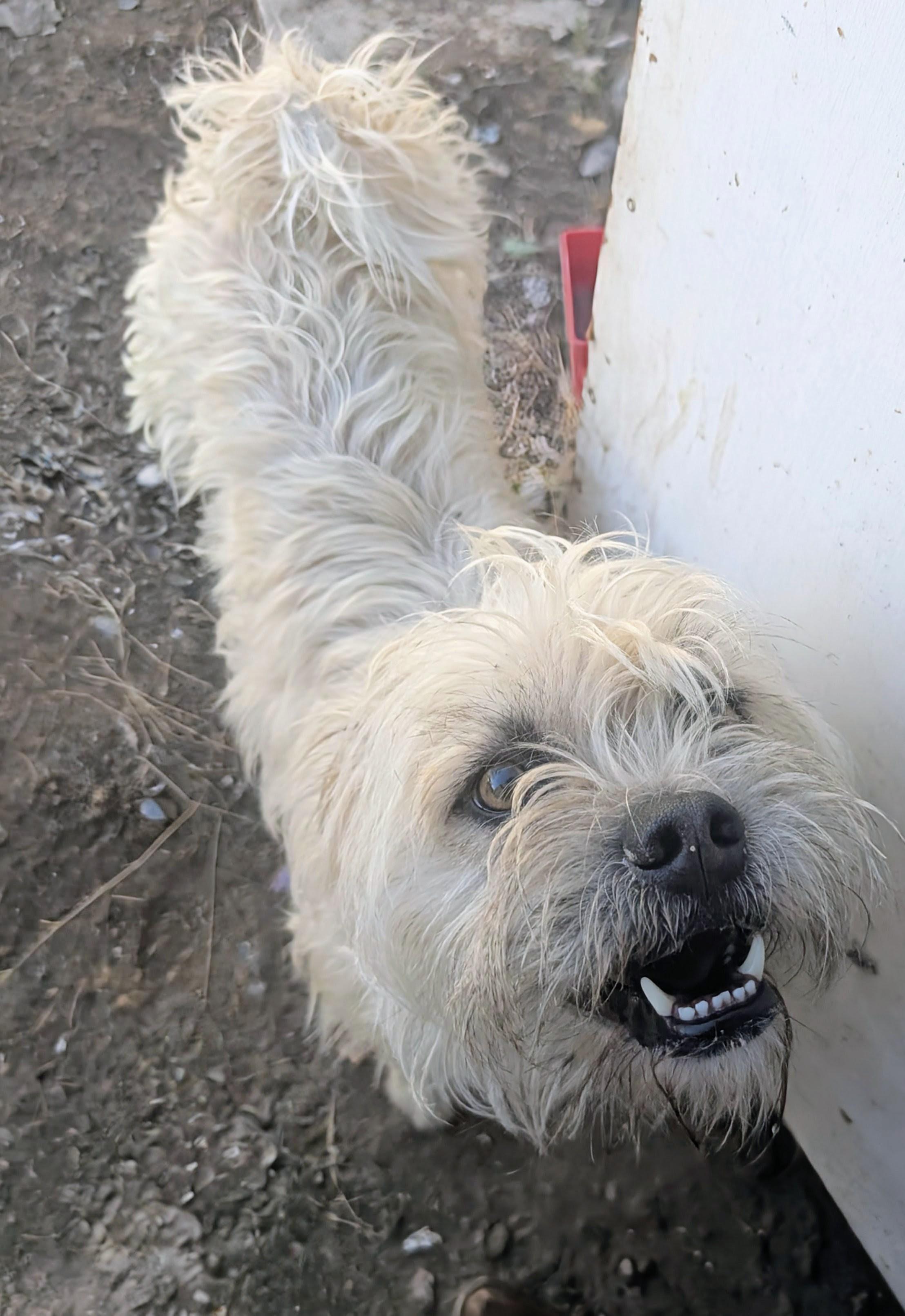 Enlarge wimbleton , a ADOPTABLE mixed breed in Saint David, AZ image 2/6