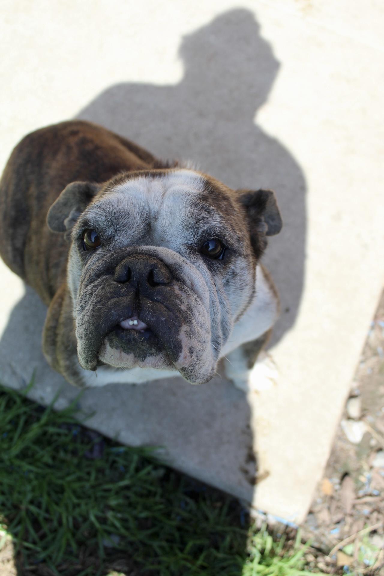 Lucy, a Adoptable English Bulldog in Rialto, CA image 1/4