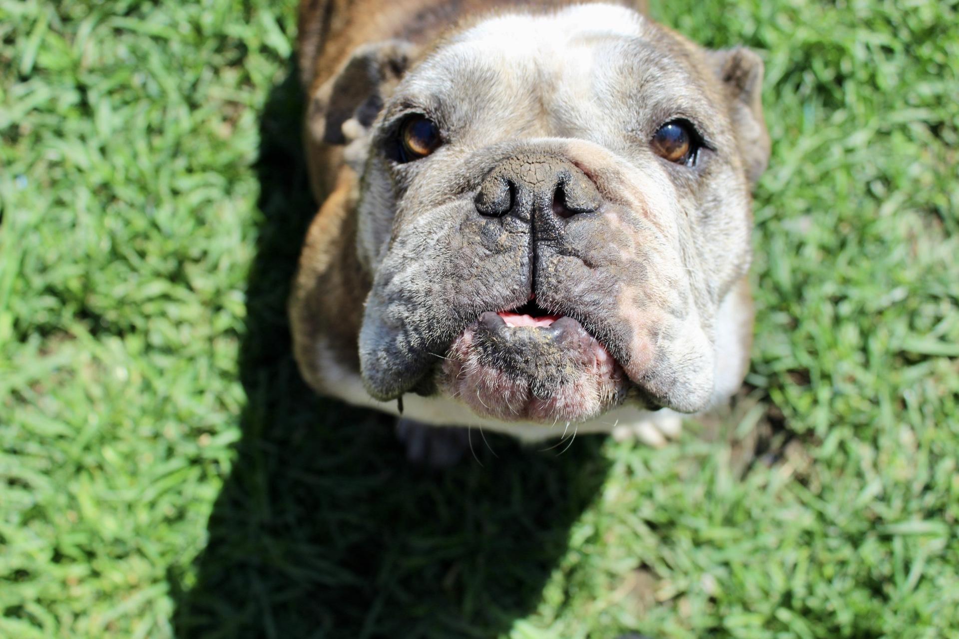 Lucy, a Adoptable English Bulldog in Rialto, CA image 3/4