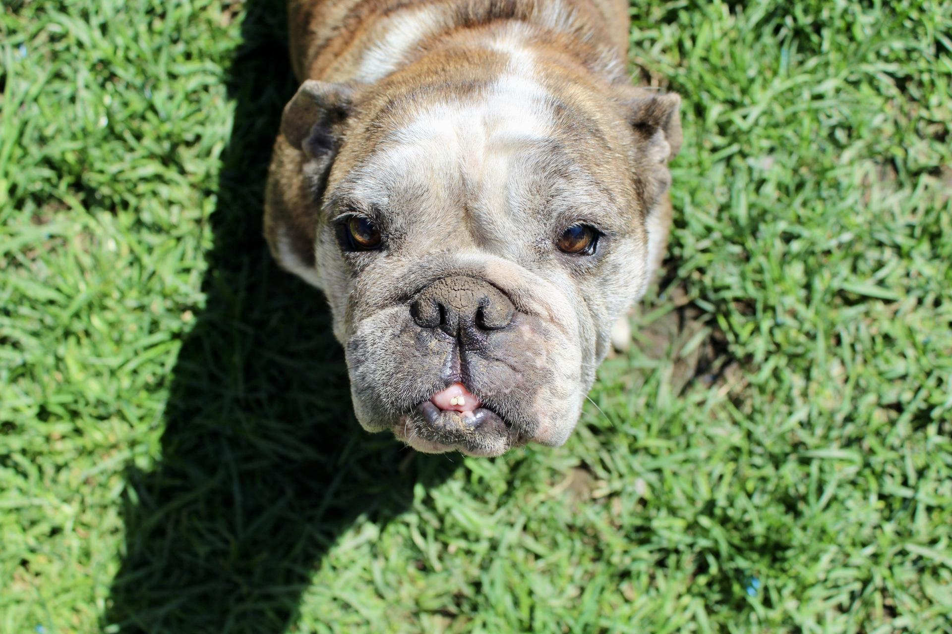 Lucy, a Adoptable English Bulldog in Rialto, CA image 4/4