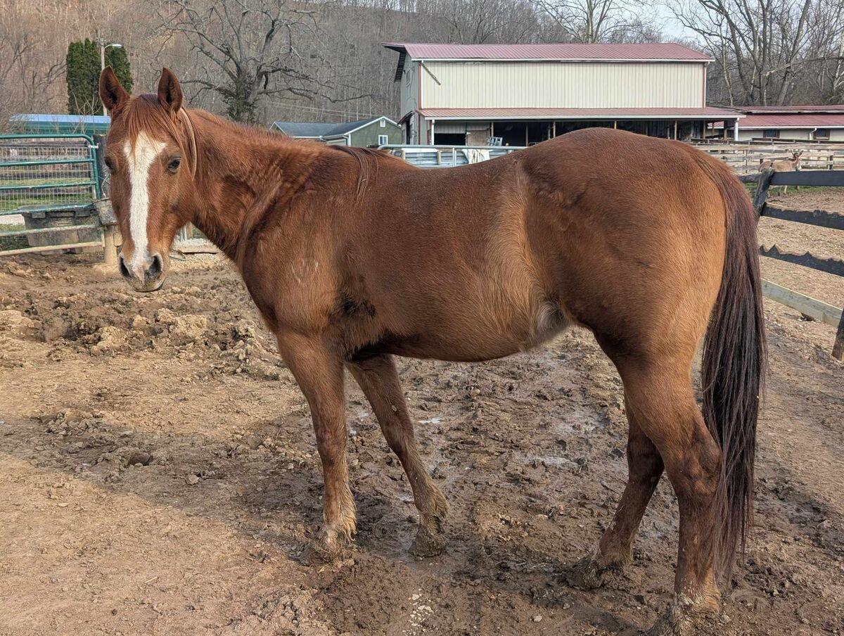 Enlarge Cassia -, a Adoptable Grade in Huntington, WV image 4/6