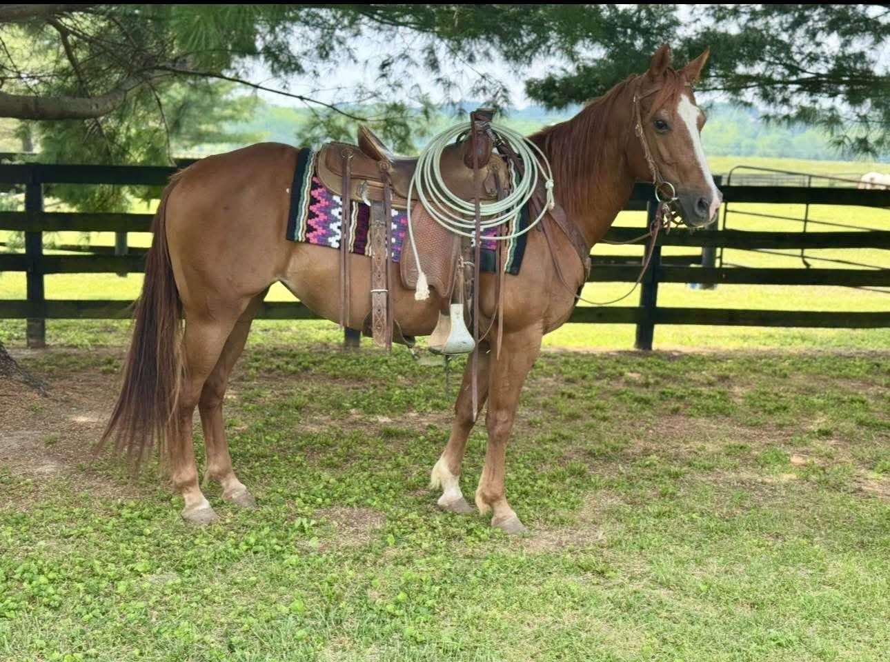 Cassia -, Adoptable, Adult Female Grade.