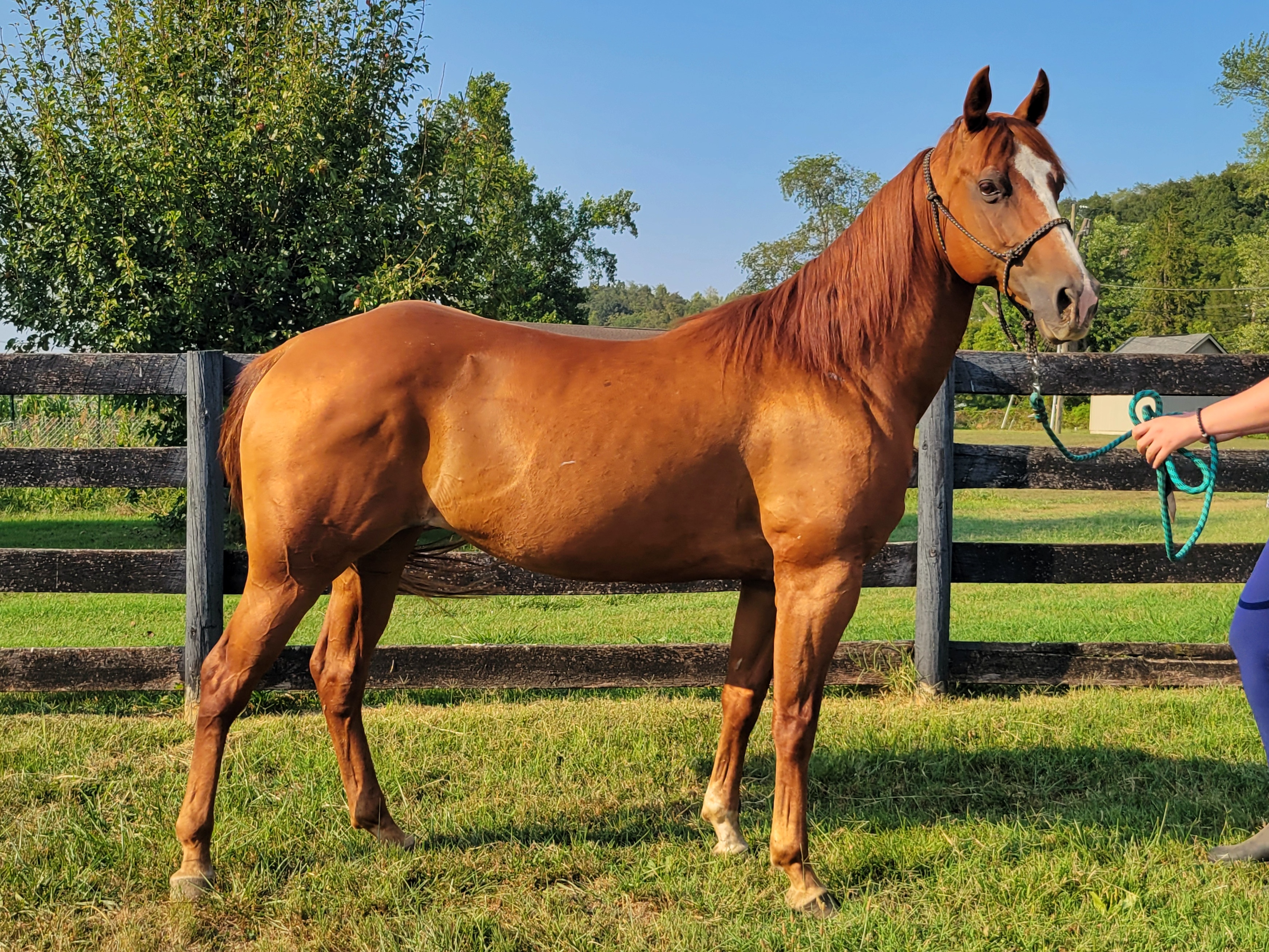 Enlarge Cassia -, a Adoptable Grade in Huntington, WV image 3/6