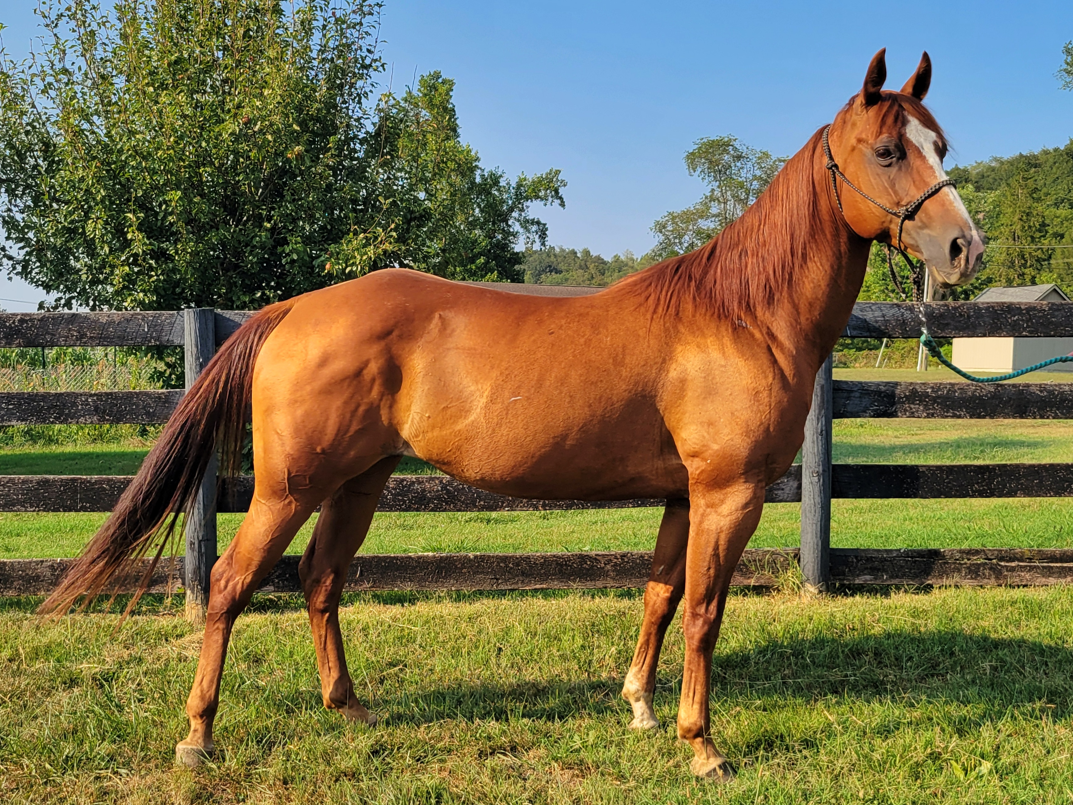 Enlarge Cassia -, a Adoptable Grade in Huntington, WV image 5/6