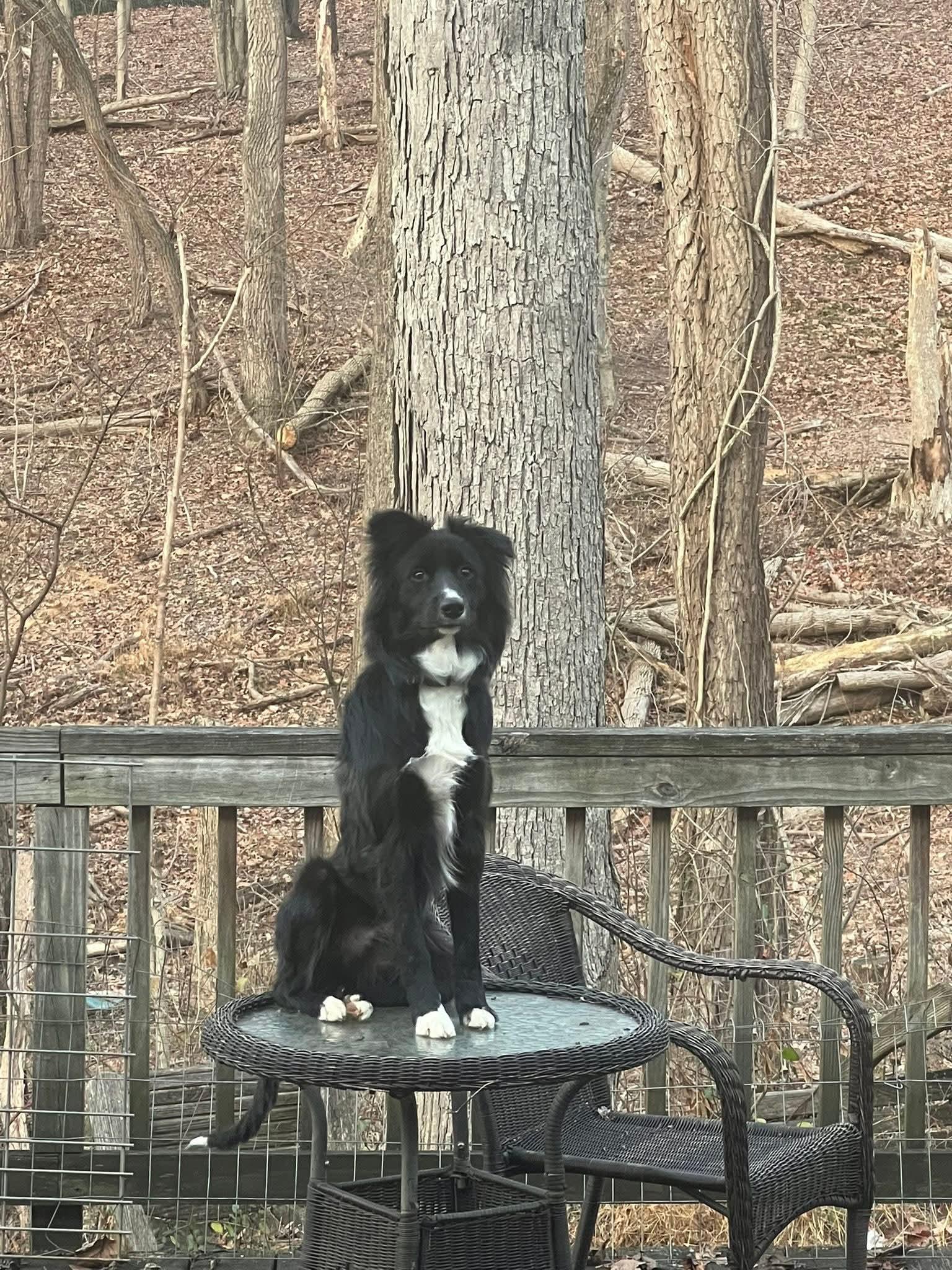 Enlarge Draco, a Adoptable Border Collie in Glenmoore, PA image 1/3