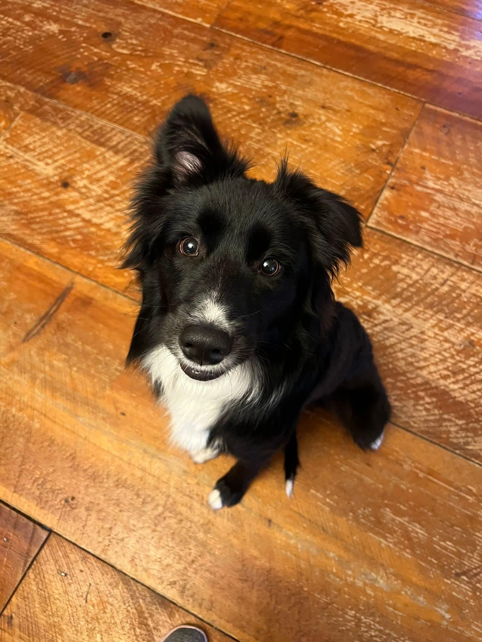 Enlarge Draco, a Adoptable Border Collie in Glenmoore, PA image 2/3