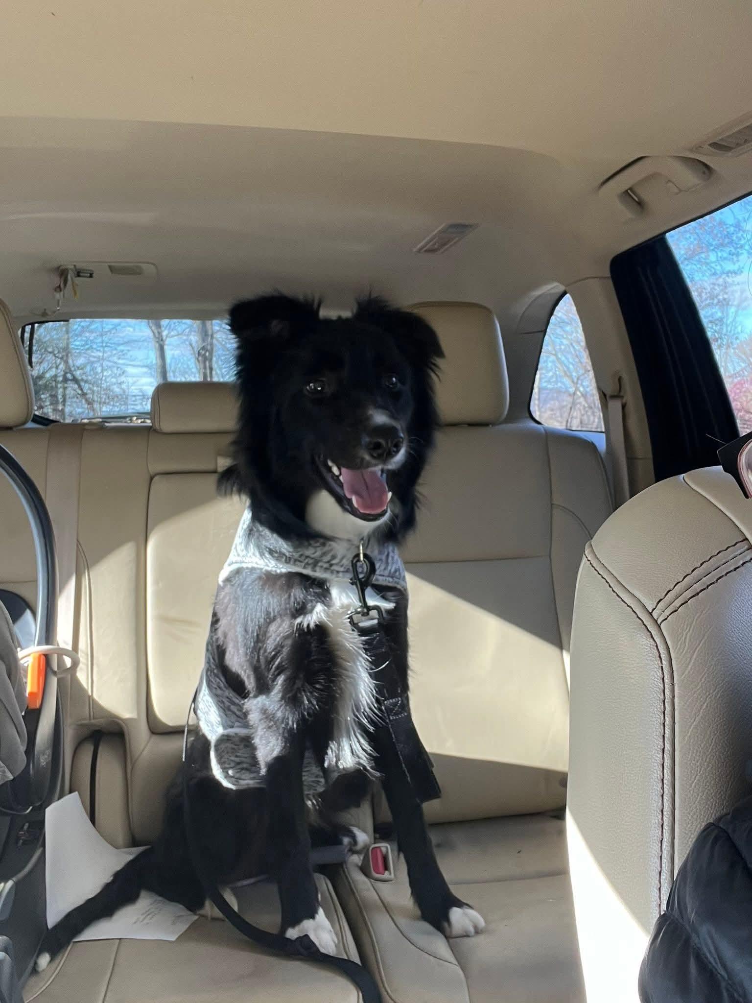 Enlarge Draco, a Adoptable Border Collie in Glenmoore, PA image 3/3