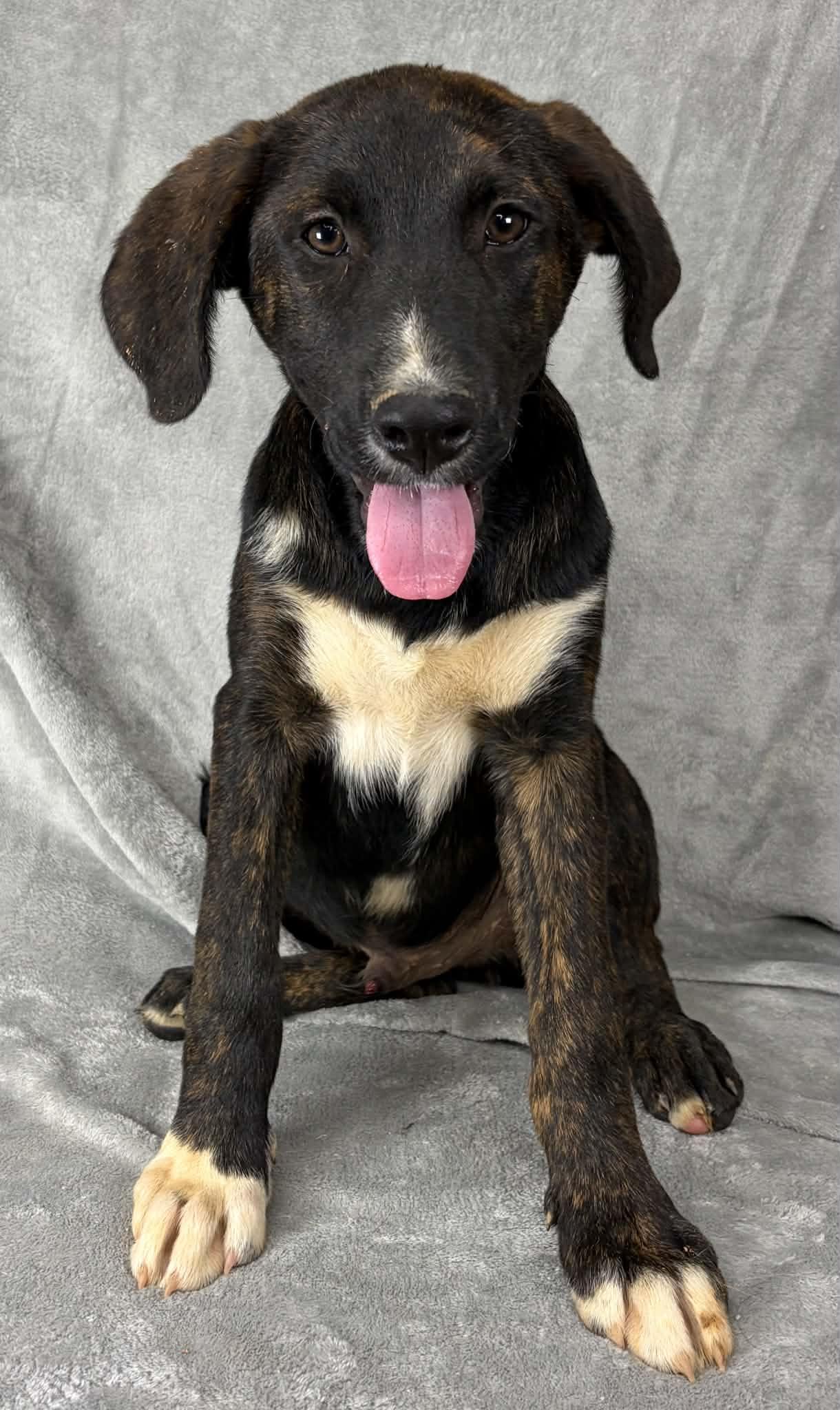 Justify, a ADOPTABLE mixed breed in Newport, TN image 6/6