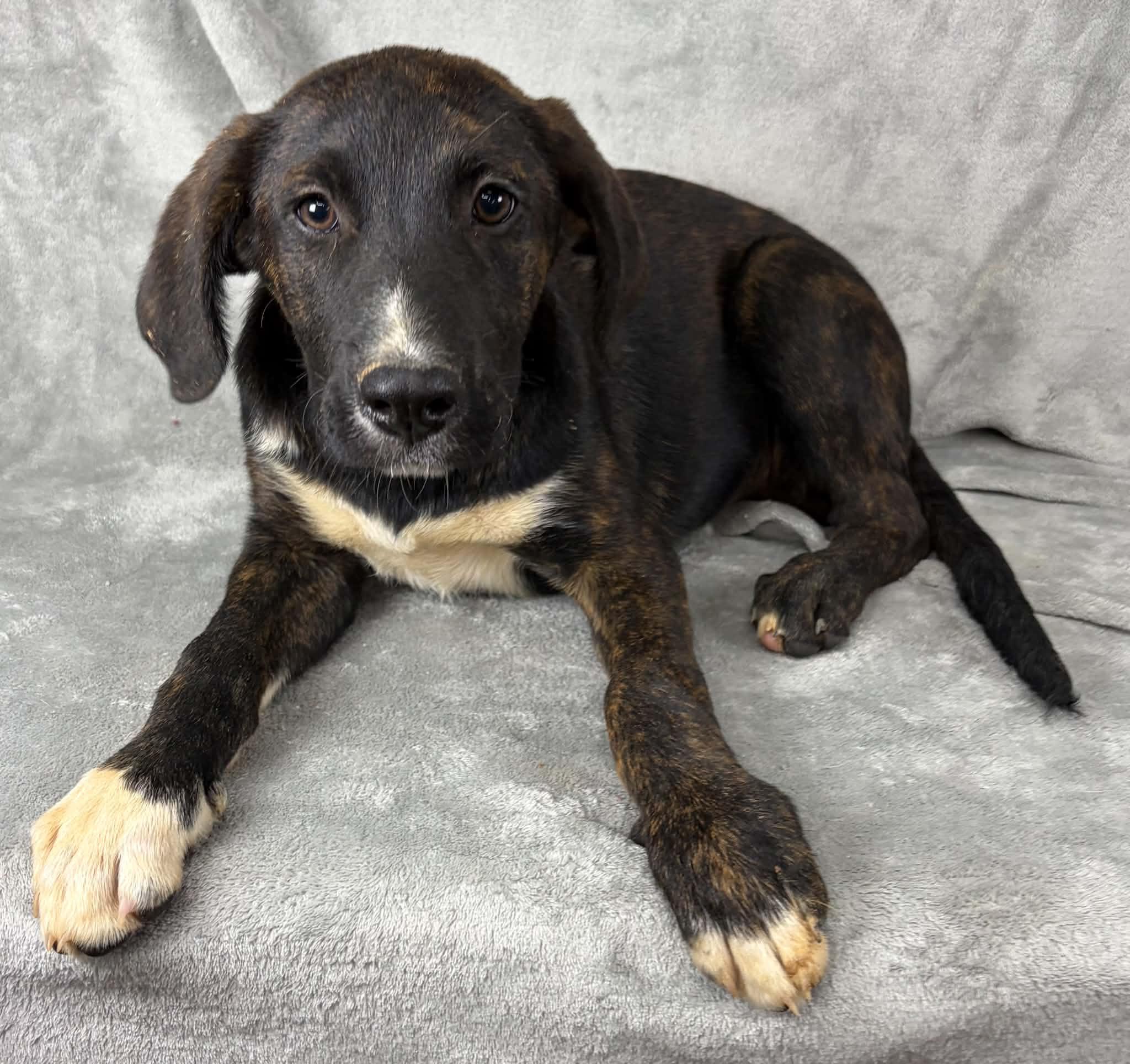 Justify, a ADOPTABLE mixed breed in Newport, TN image 4/6