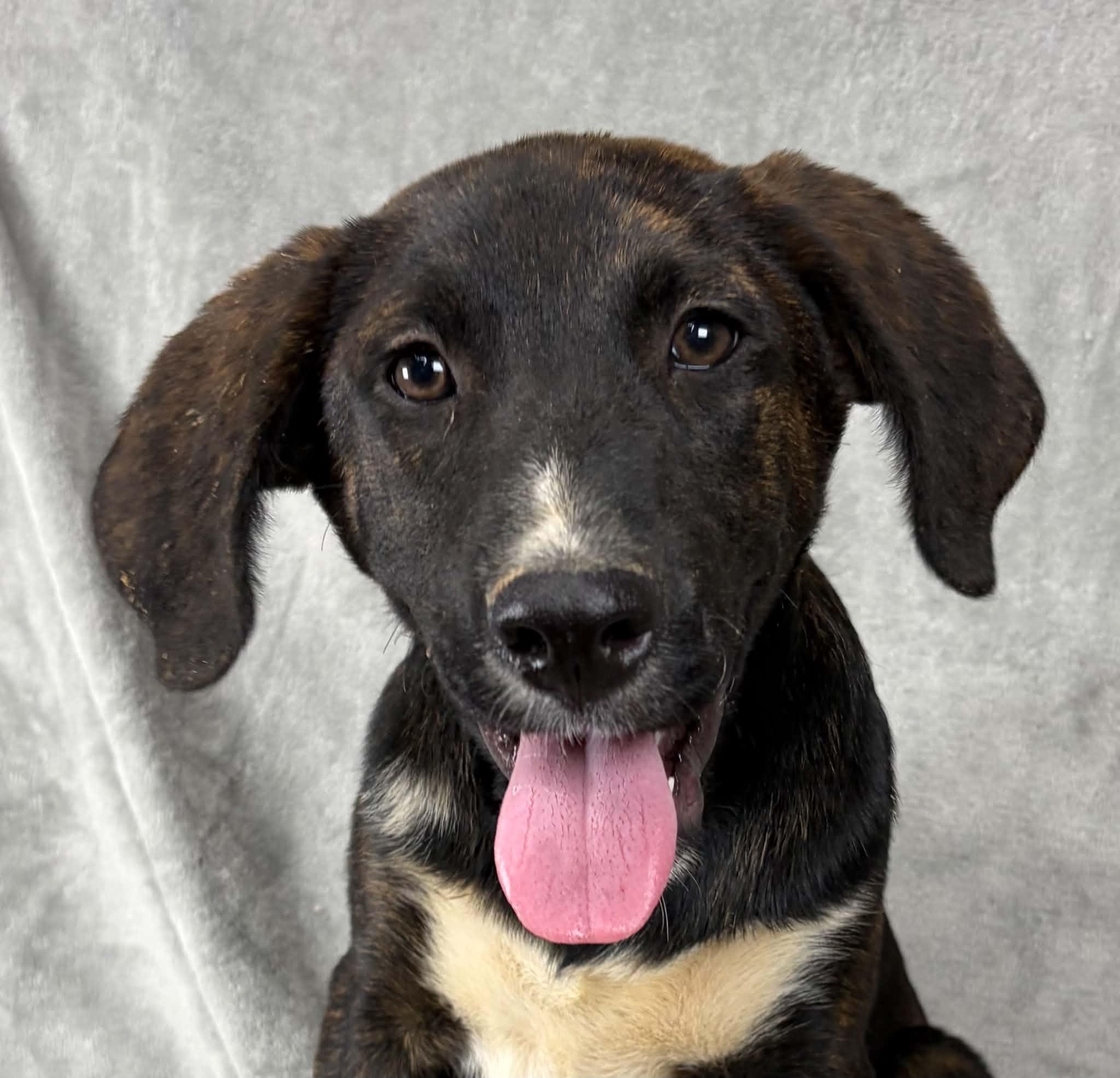 Justify, ADOPTABLE, Puppy Male Plott Hound & Labrador Retriever.