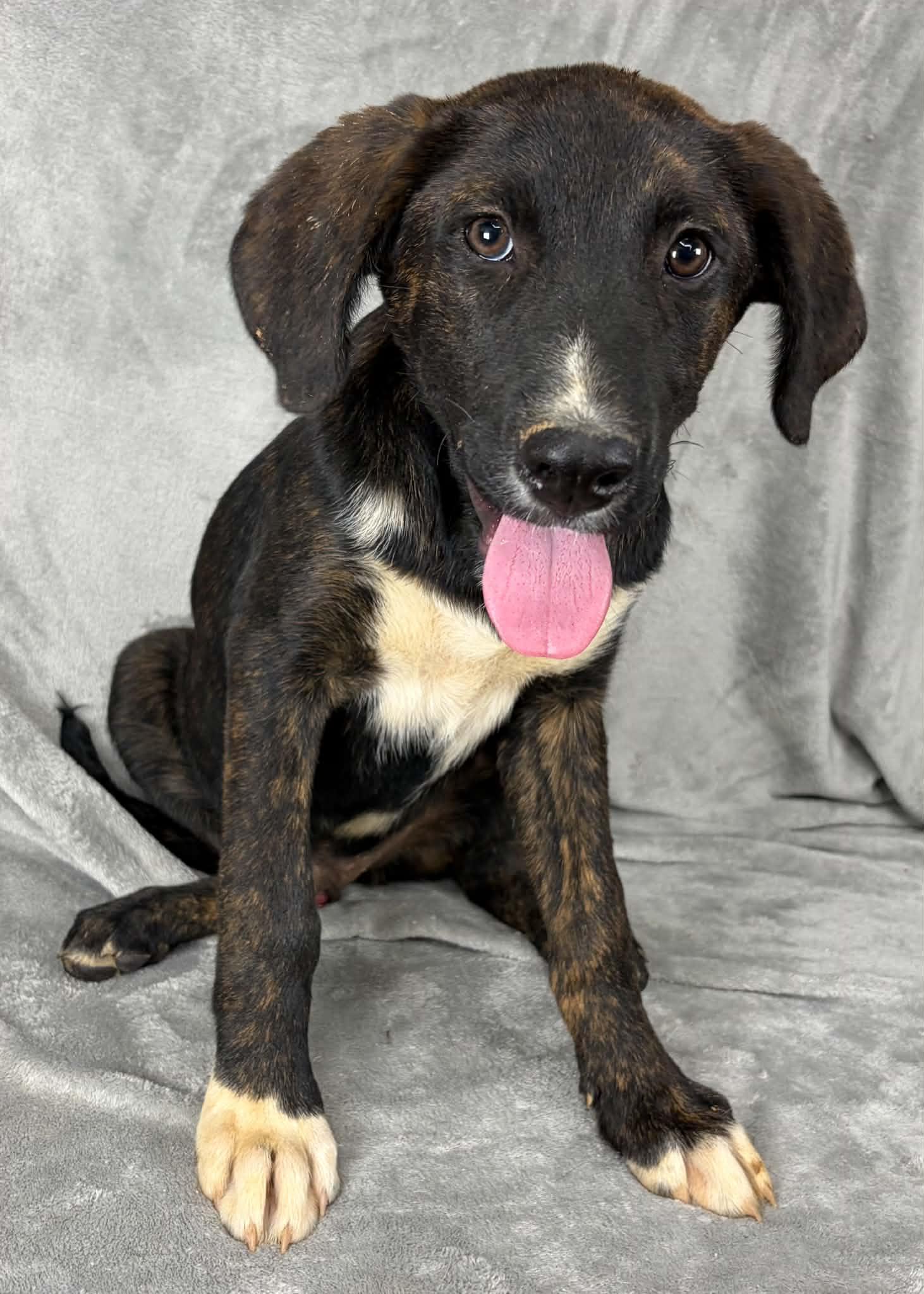 Justify, a ADOPTABLE mixed breed in Newport, TN image 2/6