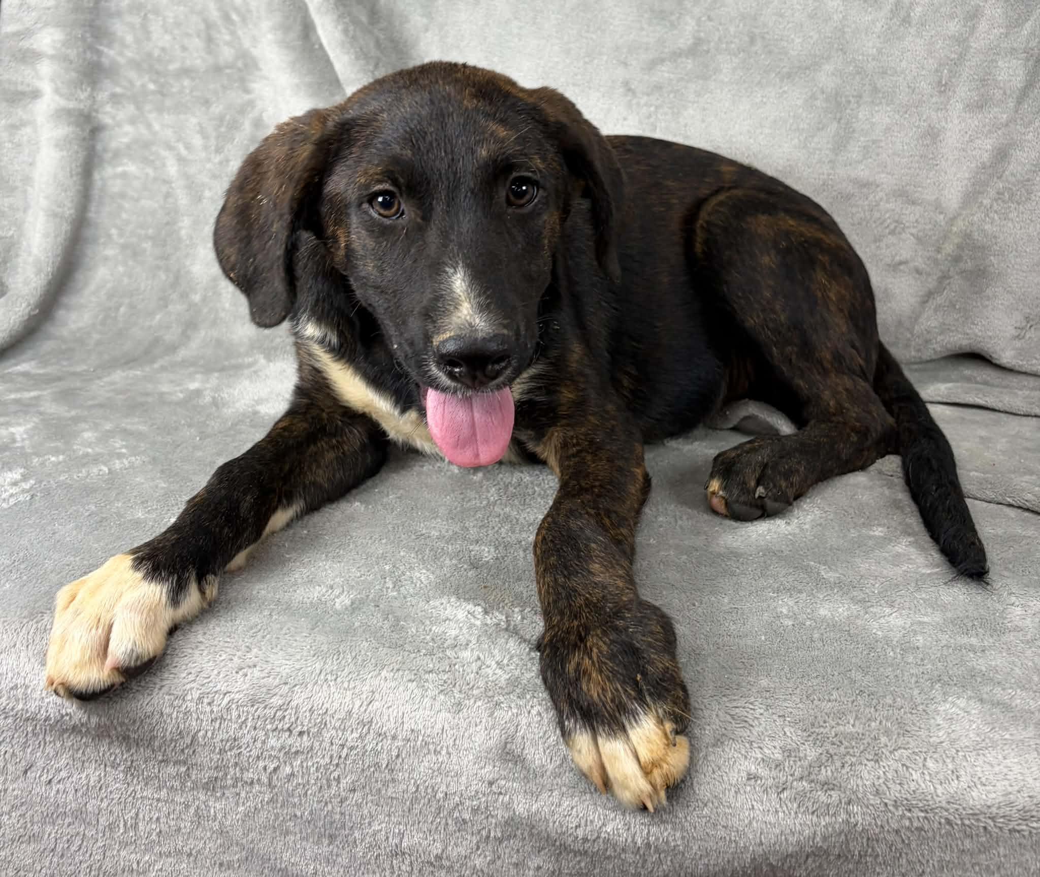 Justify, a ADOPTABLE mixed breed in Newport, TN image 3/6