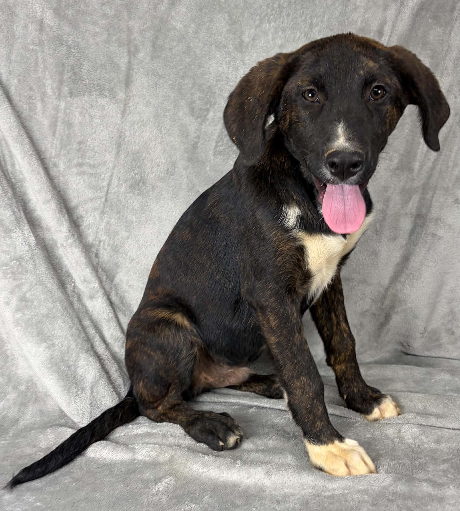 Justify, a ADOPTABLE mixed breed in Newport, TN image 5/6