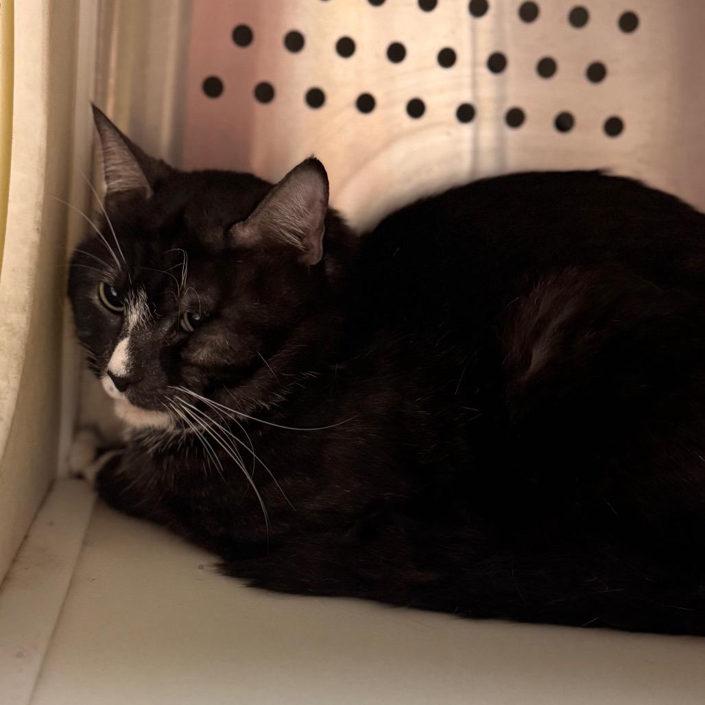Enlarge Bentley, a Adoptable Domestic Short Hair in Starkville, MS image 1/1