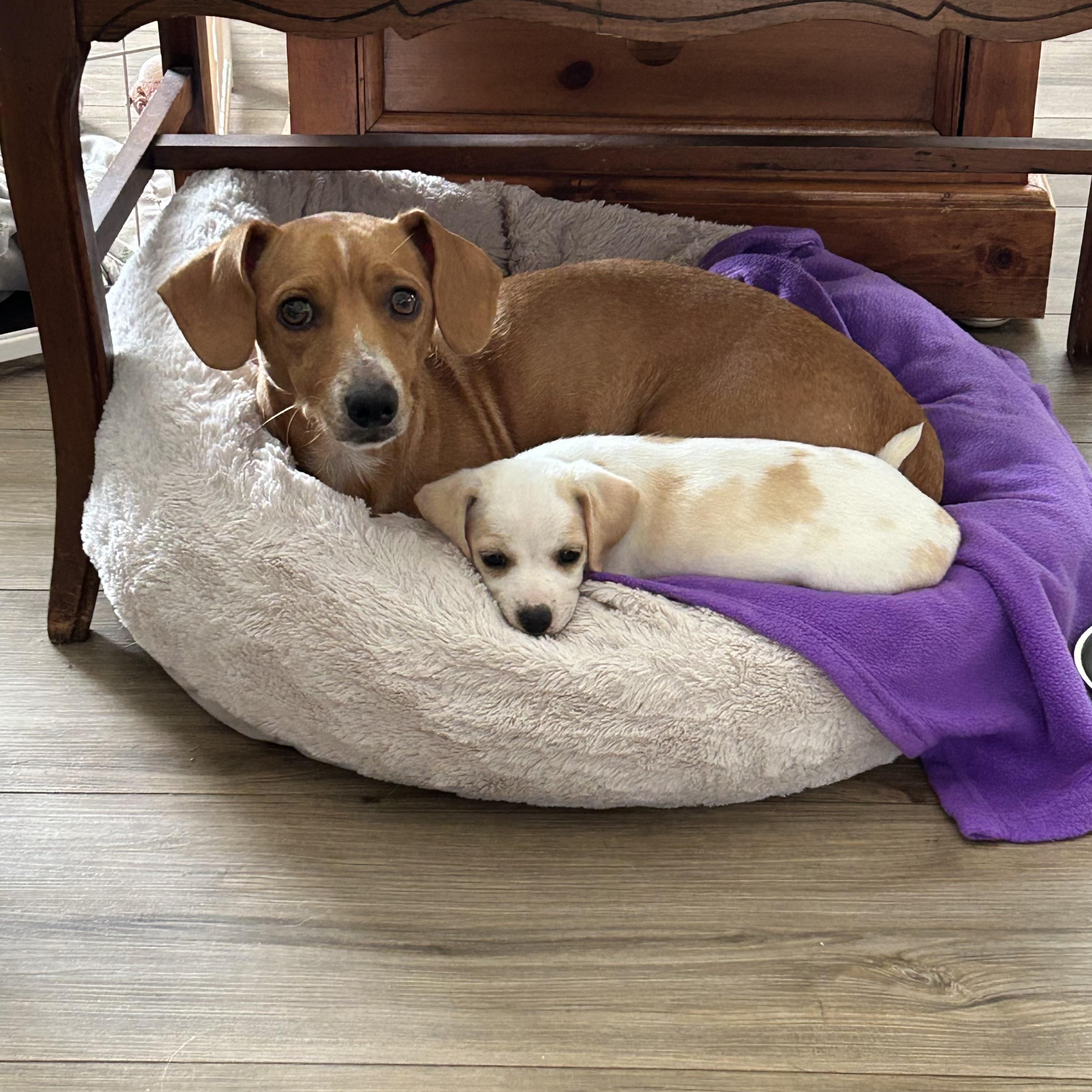 Winnie, ADOPTABLE, Adult Female Dachshund & Chihuahua.