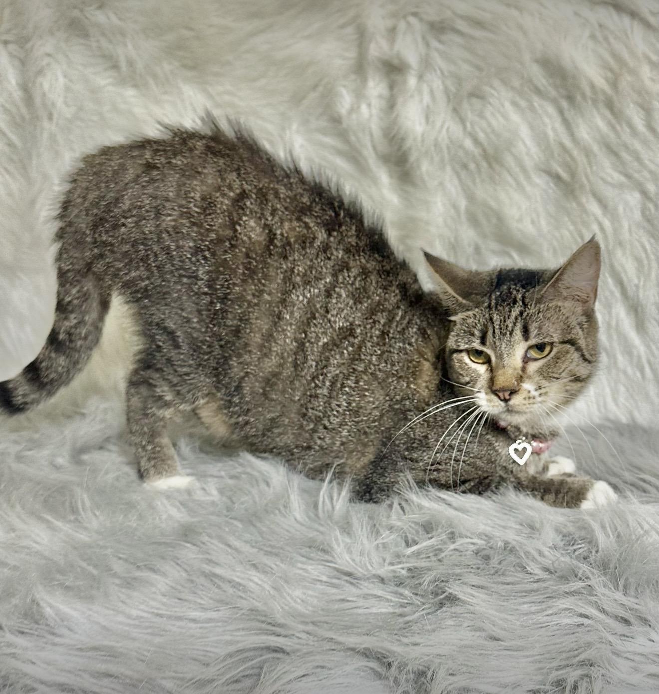 Enlarge Diamond, a Adoptable Tabby in Dickinson, TX image 3/6