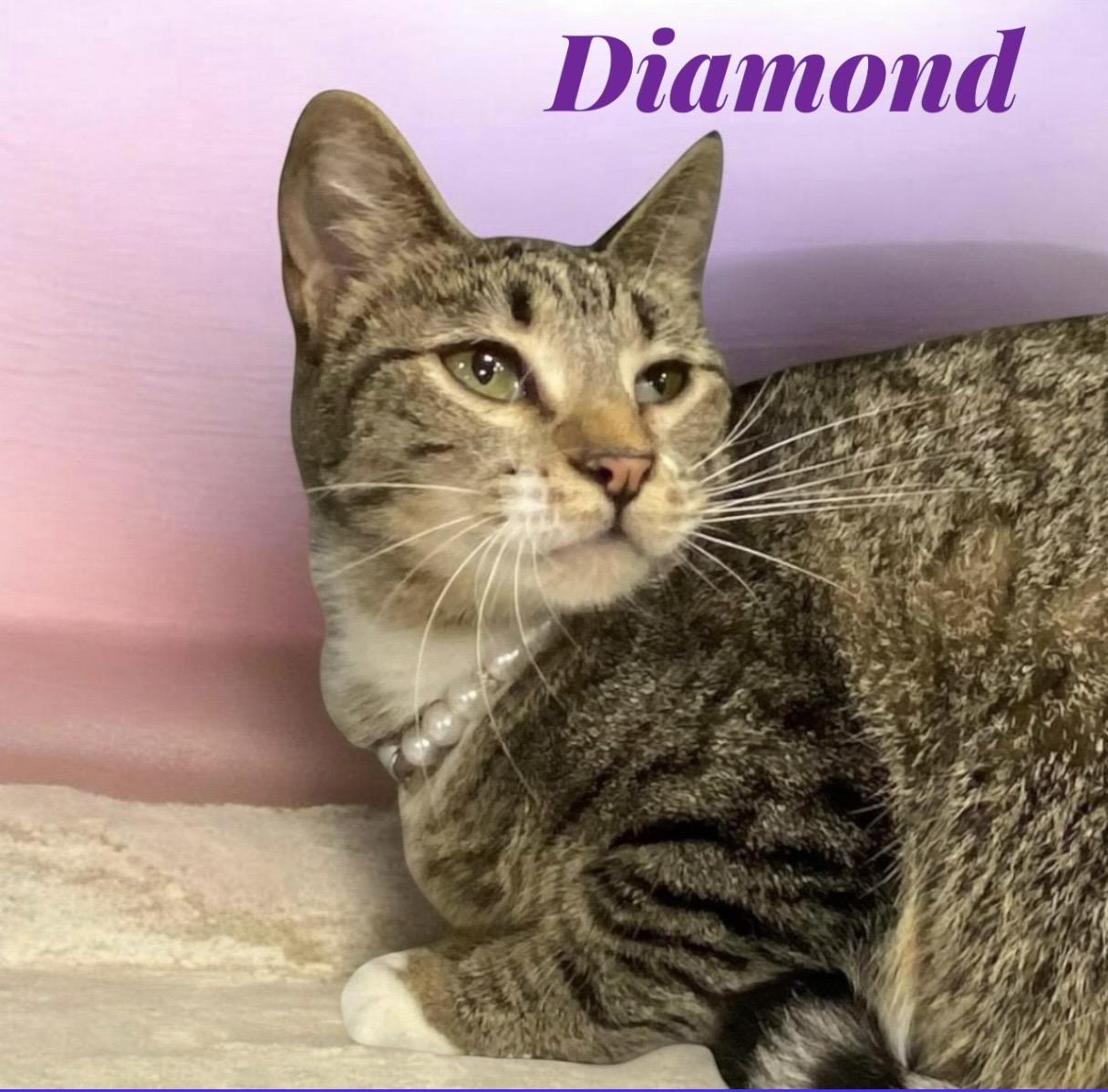 Enlarge Diamond, a Adoptable Tabby in Dickinson, TX image 1/6