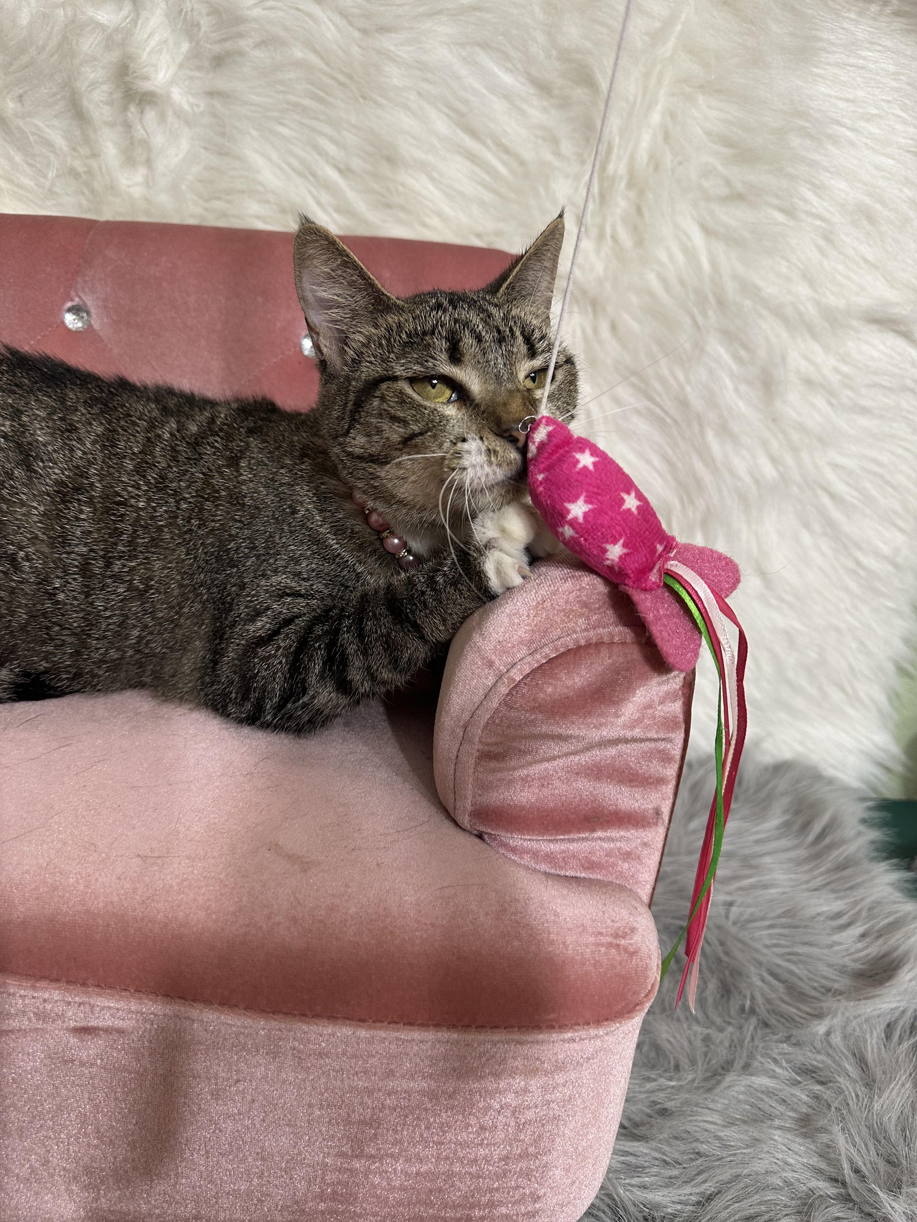 Enlarge Diamond, a Adoptable Tabby in Dickinson, TX image 4/6