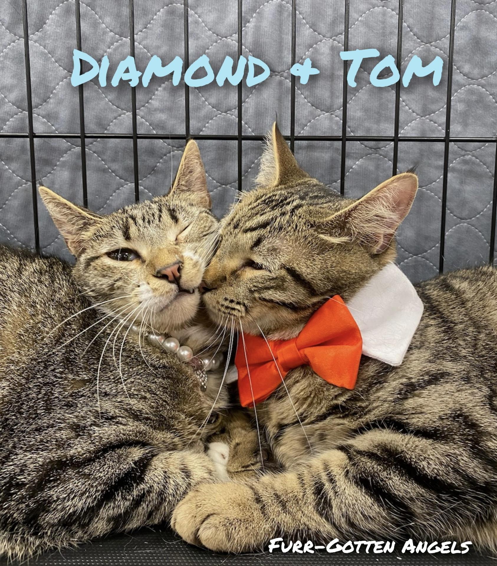 Enlarge Diamond, a Adoptable Tabby in Dickinson, TX image 6/6