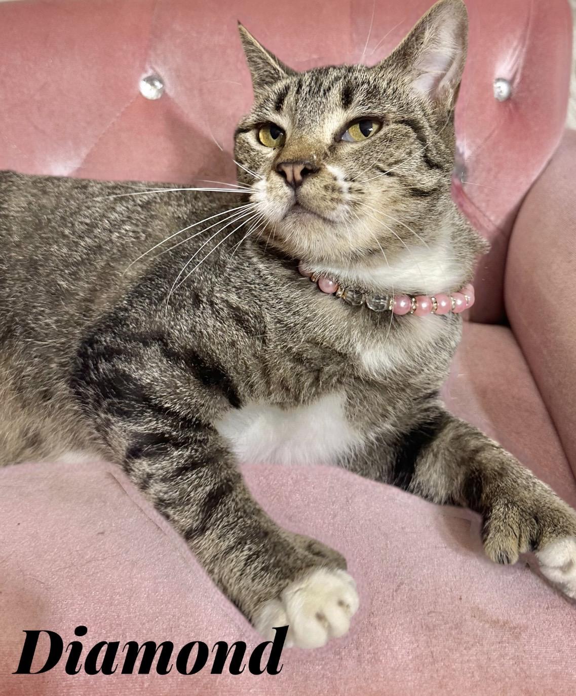 Enlarge Diamond, a Adoptable Tabby in Dickinson, TX image 2/6