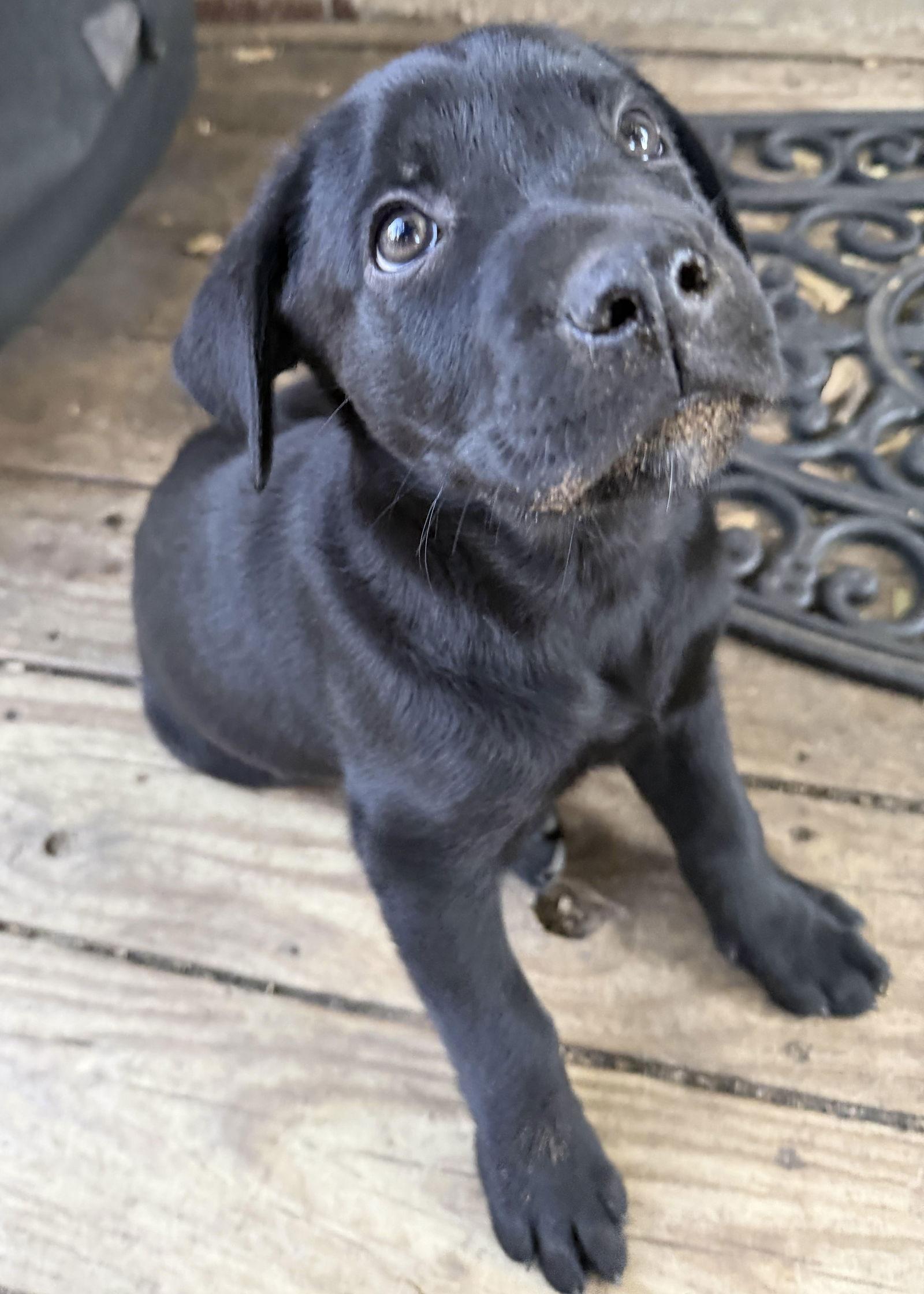 Sable, Adoptable, Young Male Labrador Retriever.