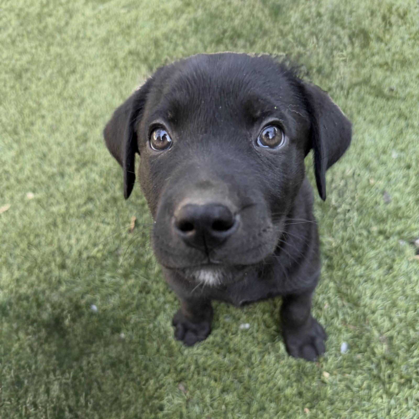 Enlarge Sable, a Adoptable Labrador Retriever in Fort Worth, TX image 2/3