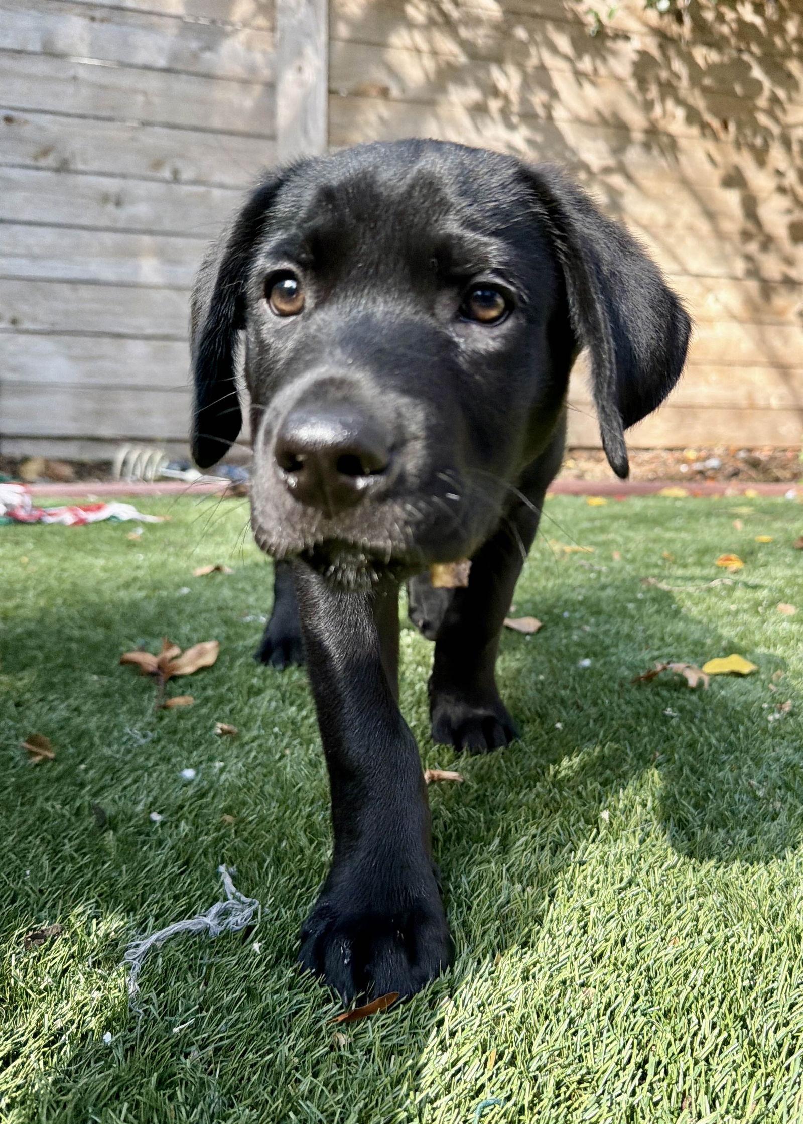 Enlarge Sable, a Adoptable Labrador Retriever in Fort Worth, TX image 3/3