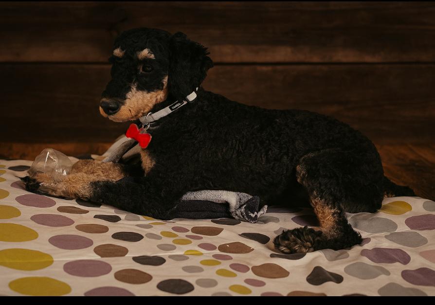 Rottie (Curly), Adopted, Adult Male Miniature Poodle.