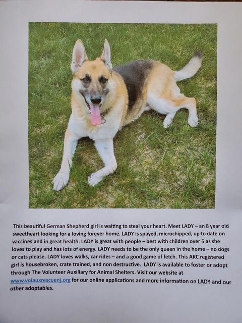 Enlarge Lady, a Adoptable German Shepherd Dog in Jackson, NJ image 2/2