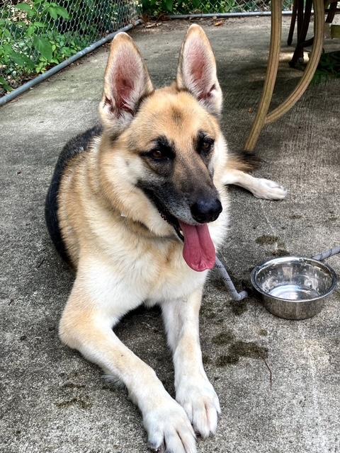 Enlarge Lady, a Adoptable German Shepherd Dog in Jackson, NJ image 1/2