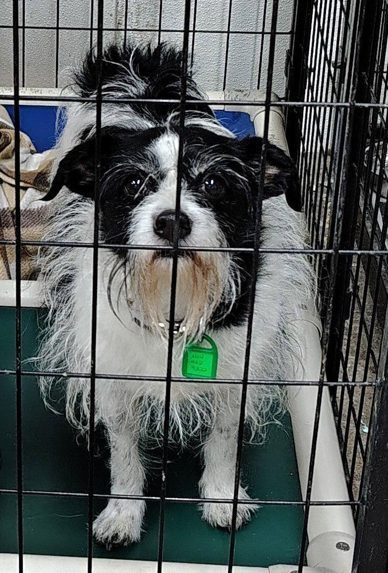 Dash and Bijou, Adoptable, Senior Male Bichon Frise & Chihuahua.