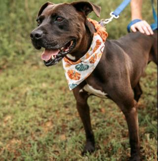 Logan, Adoptable, Adult Male Black Labrador Retriever & American Bulldog.