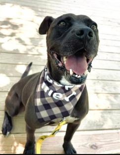 Enlarge Logan, a Adoptable mixed breed in Decatur, GA image 2/3