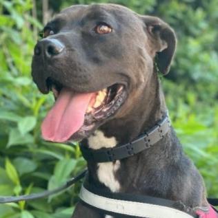 Enlarge Logan, a Adoptable mixed breed in Decatur, GA image 3/3