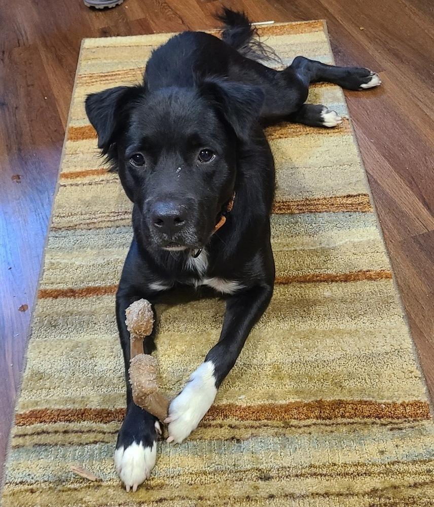 Enlarge Woofie, a Adoptable mixed breed in Germantown, OH image 1/4