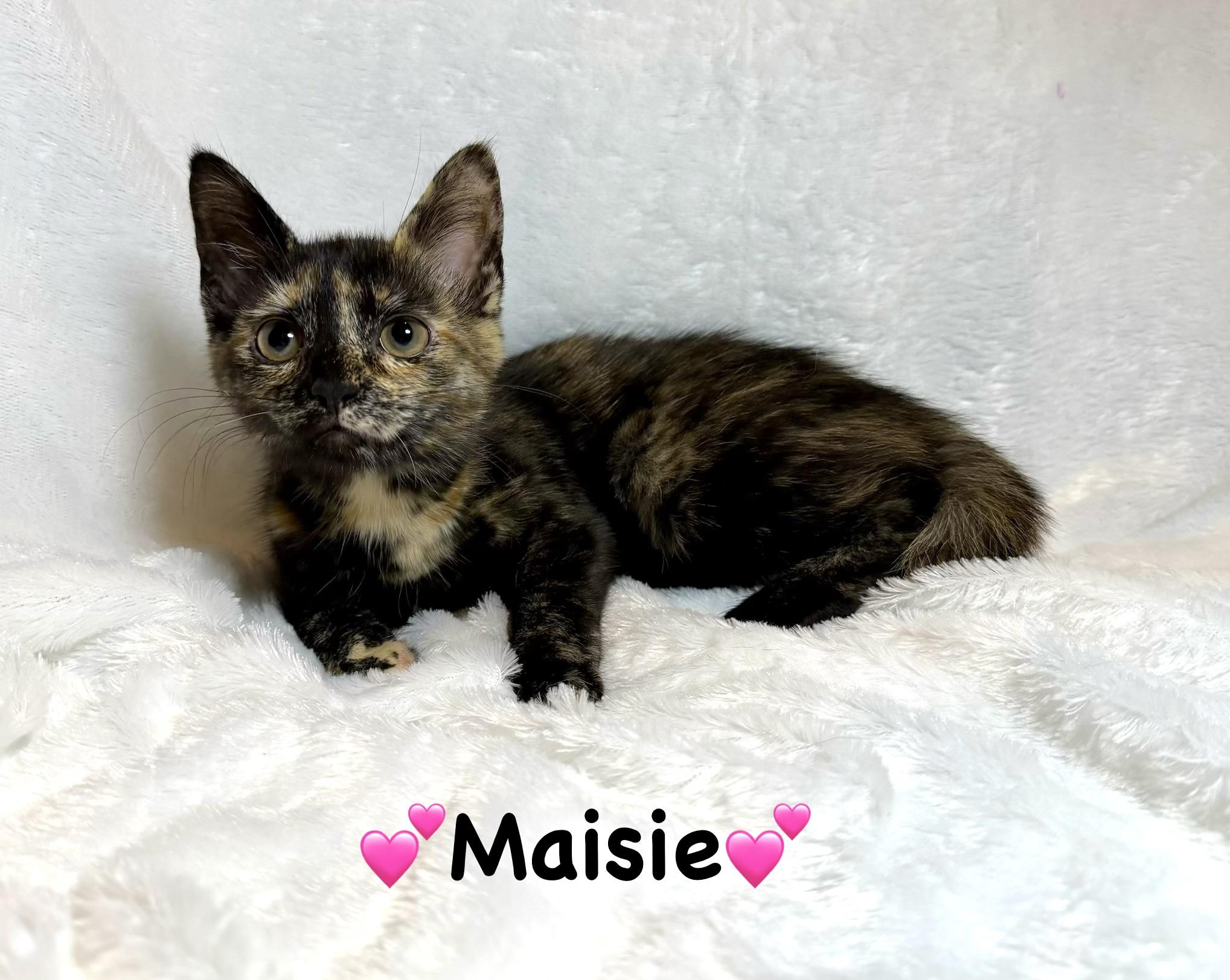 Maisie, ADOPTABLE, Kitten Female Tortoiseshell.