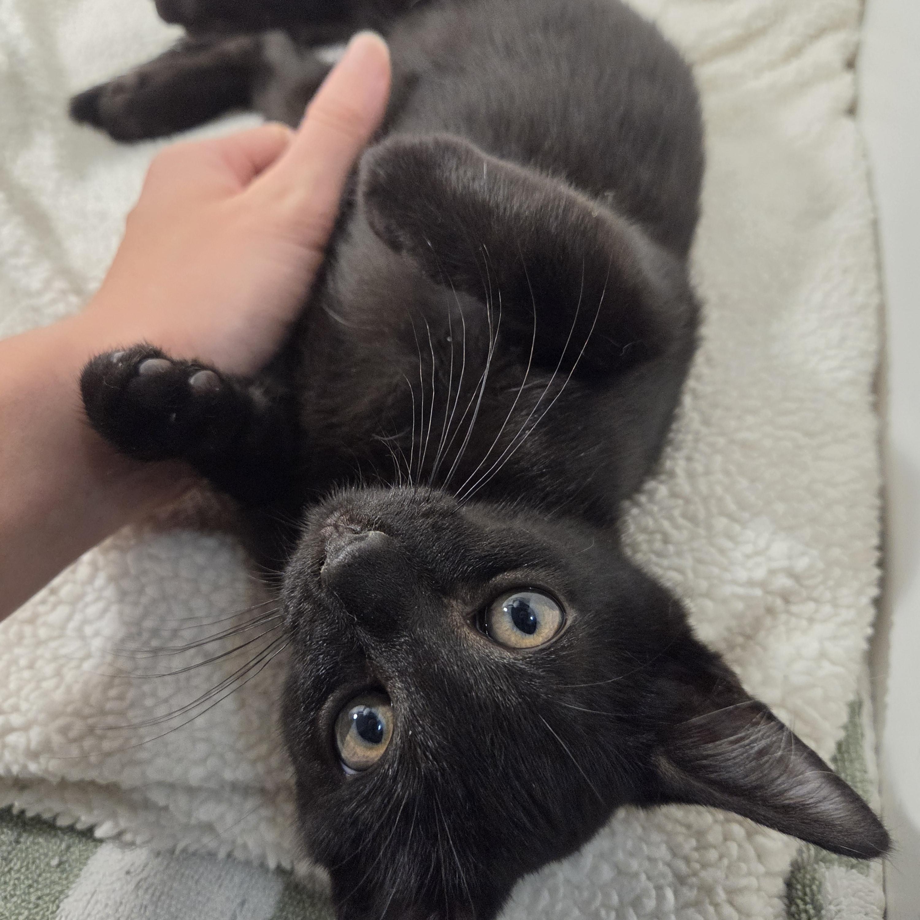 Enlarge Chulo, an adopted Domestic Short Hair in Wilmington, NC image 1/6