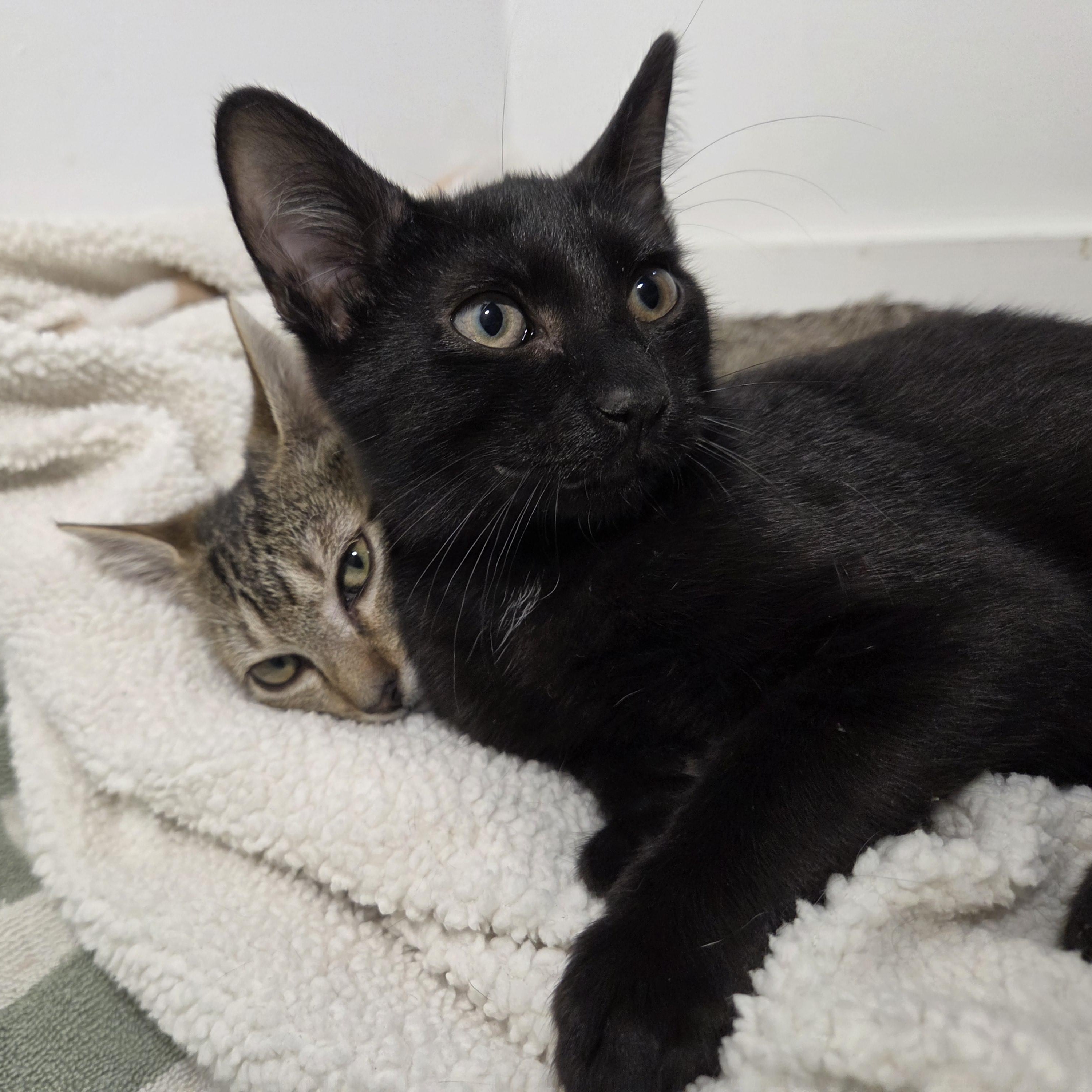 Enlarge Chulo, an adopted Domestic Short Hair in Wilmington, NC image 3/6