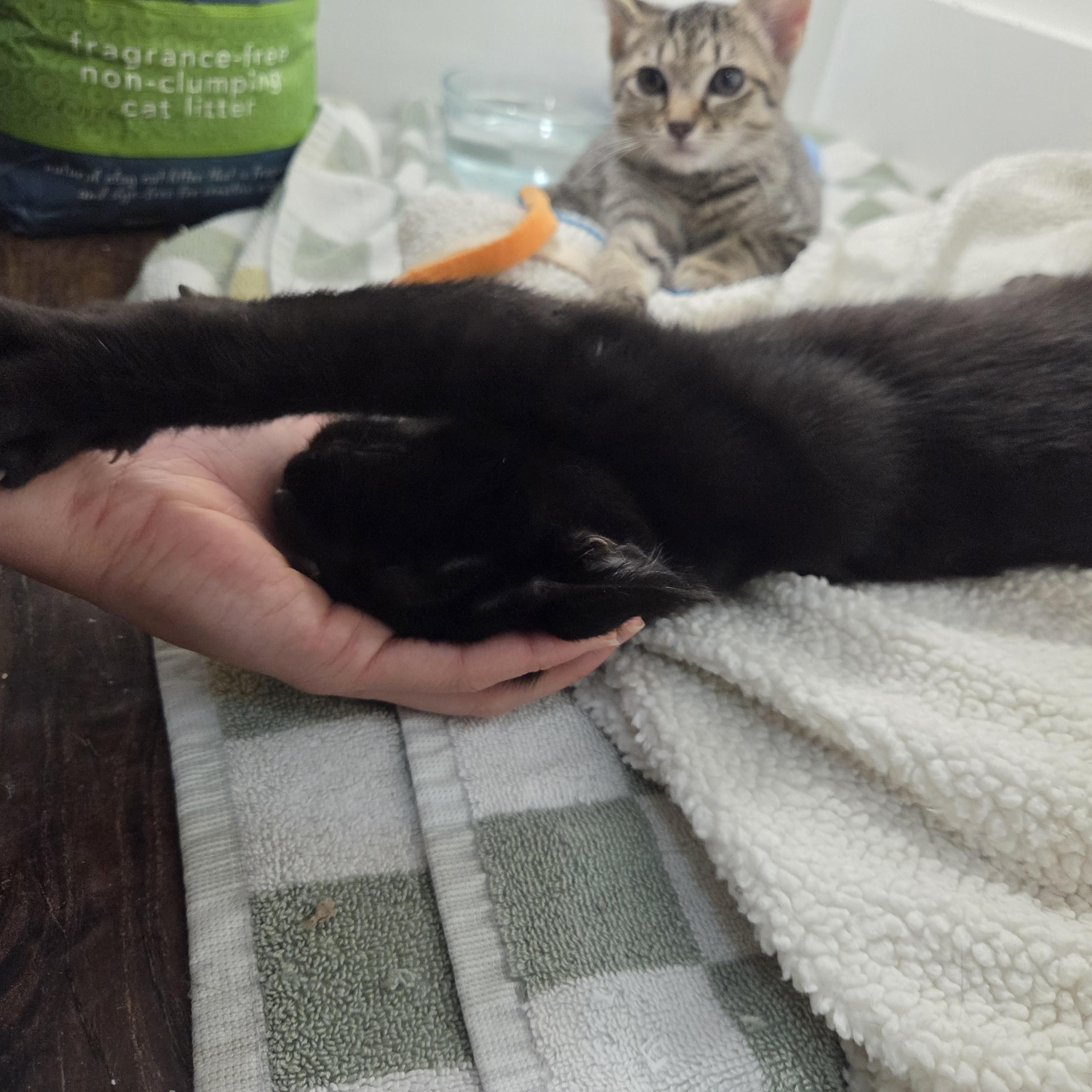 Enlarge Chulo, an adopted Domestic Short Hair in Wilmington, NC image 6/6